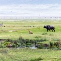 TZA ARU Ngorongoro 2016DEC26 Crater 043 : 2016, 2016 - African Adventures, Africa, Arusha, Crater, Date, December, Eastern, Mandusi Hippo Pool, Month, Ngorongoro, Places, Tanzania, Trips, Year
